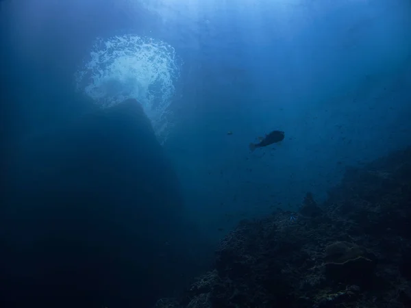 Підводна Фотографія Риби Пуффер Променях Сонячного Світла — стокове фото