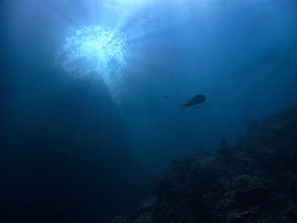 Underwater Photo Puffer Fish Rays Sunlight — Stock Photo, Image