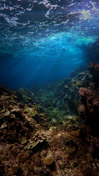 Υποβρύχια Φωτογραφία Ενός Πολύχρωμου Κοραλλιογενή Υφάλου Από Μια Κατάδυση Στην — Φωτογραφία Αρχείου