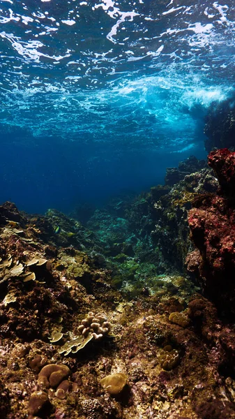 一张彩色珊瑚礁的水下照片 在泰国潜水的时候 — 图库照片
