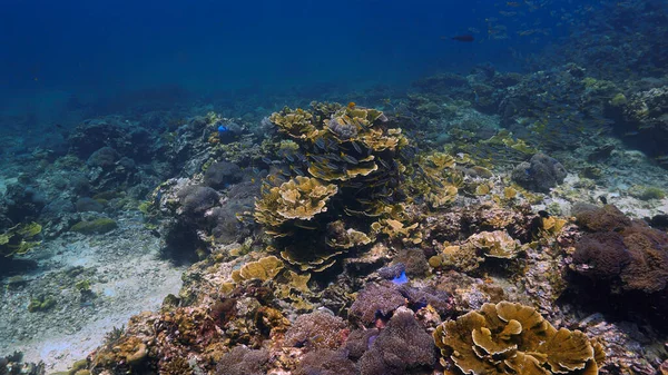Underwater Photo Coral Reef Scuba Thailand — Stock Photo, Image