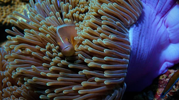 Unterwasser Und Nahaufnahme Eines Fisches Und Einer Anemone Korallenriff Von — Stockfoto