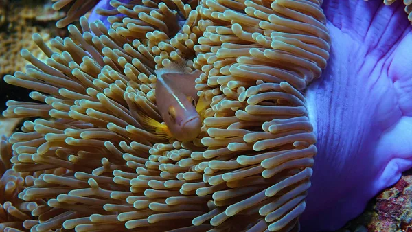 Underwater Close Photo Fish Anemone Coral Reef Scuba Dive Thailand — Stock Photo, Image
