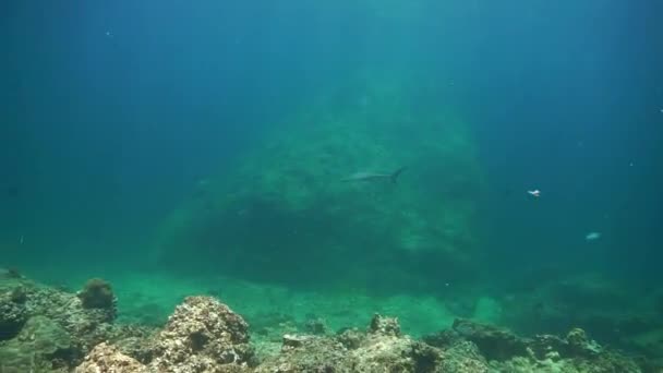 Onderwater Videoclip Van Een Blacktip Reef Shark Cruisen Bij Een — Stockvideo