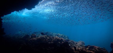 Güneş ışınlarının ve balık sürüsünün mercan resifi üzerindeki sanatsal sualtı fotoğrafçılığı