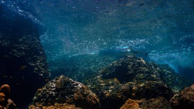 Blacktip resif köpekbalığının su altı fotoğrafı mercan resifinde güzel bir ışık altında. Tayland 'da Andaman Denizi' ndeki bir dalıştan..