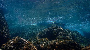 Blacktip resif köpekbalığının su altı fotoğrafı mercan resifinde güzel bir ışık altında. Tayland 'da Andaman Denizi' ndeki bir dalıştan..