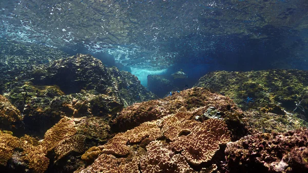 Foto Submarina Tiburón Arrecife Punta Negra Arrecife Coral Bajo Una — Foto de Stock