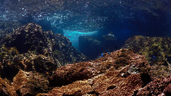 Подводное Фото Чернопёрых Рифовых Акул Коралловом Рифе Красивом Свете Акваланга — стоковое фото
