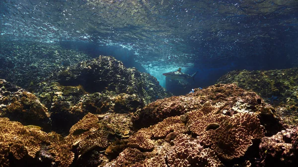 Víz Alatti Fotó Blacktip Zátonyról Korallzátonynál Gyönyörű Fényben Egy Búvárkodásból — Stock Fotó