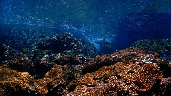 Onderwaterfoto Van Blacktip Rifhaai Bij Koraalrif Prachtig Licht Van Een — Stockfoto