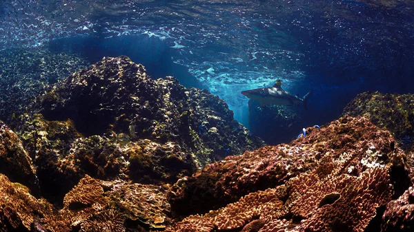 Víz Alatti Fotó Blacktip Zátonyról Korallzátonynál Gyönyörű Fényben Egy Búvárkodásból — Stock Fotó