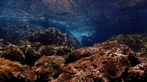 Podwodne Zdjęcie Rekina Rafowego Blacktip Rafie Koralowej Pięknym Świetle Nurkowania — Zdjęcie stockowe