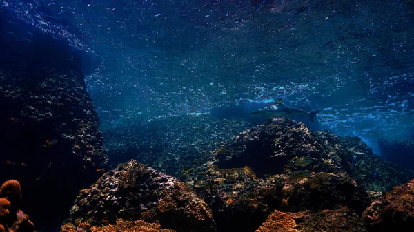 Podvodní Fotografie Žraloka Černého Korálovém Útesu Krásném Světle Potápění Andamanském — Stock fotografie