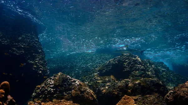 Foto Subaquática Tubarão Recife Blacktip Recife Coral Bela Luz Mergulho — Fotografia de Stock