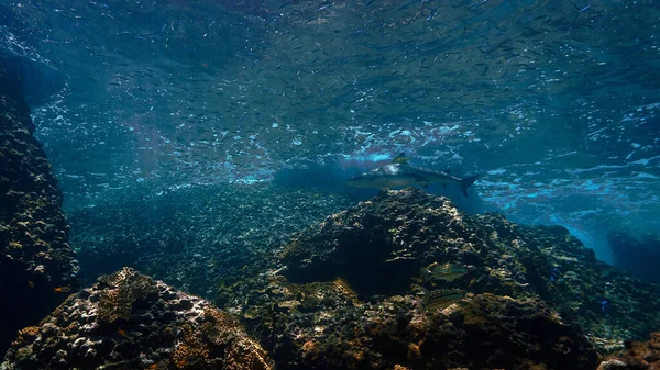 在美丽的阳光下 黑尖礁鲨在珊瑚礁的水下照片 从泰国安达曼海的潜水中 — 图库照片