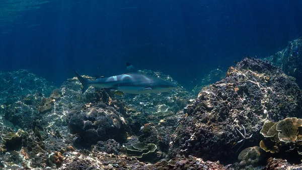 Υποβρύχια Φωτογραφία Του Καρχαρία Blacktip Ύφαλο Κοραλλιογενή Ύφαλο Όμορφο Φως — Φωτογραφία Αρχείου