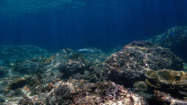Під Водою Являється Фотографія Акули Чорнокінного Рифу Коралових Рифах Прекрасному — стокове фото