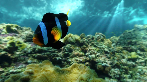 Underwater Close Photo Clown Fish Beautiful Scenery Landscape — Stock Photo, Image