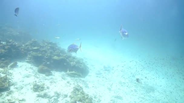 Víz Alatti Videóklip Egy Óriás Trevally Hal Egy Korallzátony — Stock videók