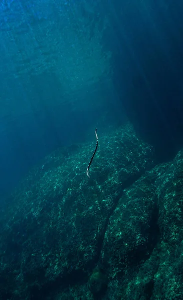 Unterwasserfoto Einer Gebänderten Seeschlange Lichtstrahlen Einem Korallenriff — Stockfoto