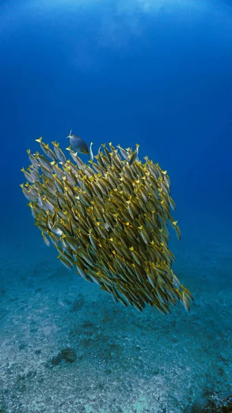 Artistic Underwater Photo Schools Fish Deep Blue Sea — Stock Photo, Image