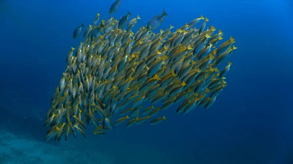 Foto Artística Submarina Las Escuelas Peces Mar Azul Profundo —  Fotos de Stock