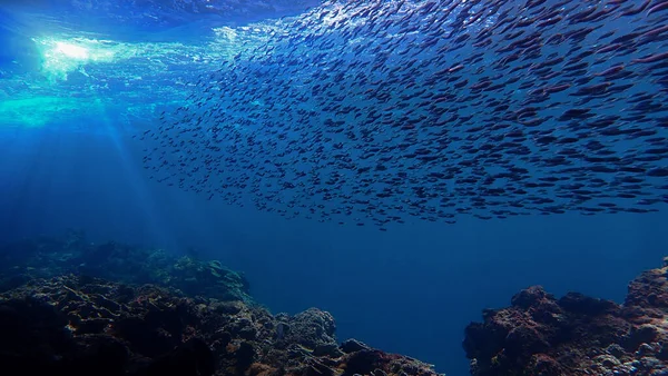 Artistieke Onderwaterfotografie Van Zonnestralen Visschool Boven Een Koraalrif — Stockfoto