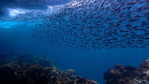 Художественная Подводная Фотография Лучей Солнечного Света Стаи Рыб Над Коралловым — стоковое фото