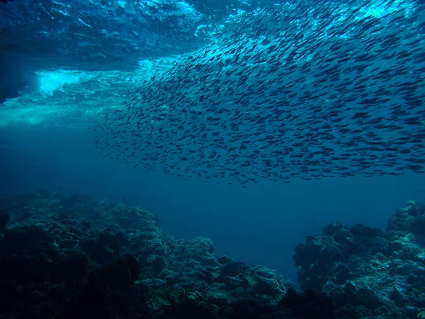 Künstlerische Unterwasseraufnahmen Von Sonnenstrahlen Und Fischschwärmen Über Einem Korallenriff — Stockfoto