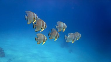 Mavi denizdeki bir yarasa balığı okulunun sanatsal sualtı fotoğrafçılığı.