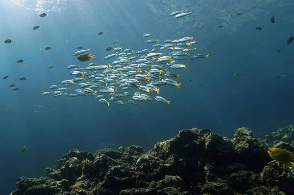 Художня Підводна Фотографія Променів Сонячного Світла Школи Риб Над Кораловим — стокове фото