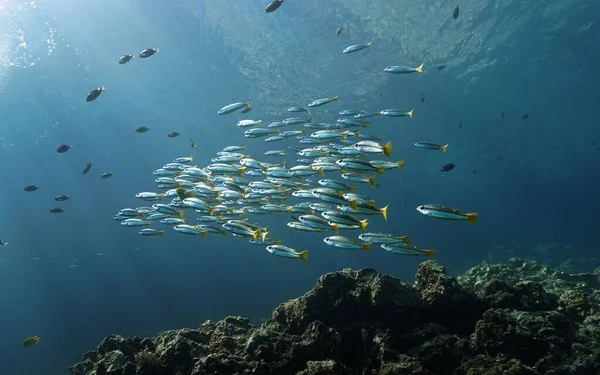 Künstlerische Unterwasseraufnahmen Von Sonnenstrahlen Und Fischschwärmen Über Einem Korallenriff — Stockfoto