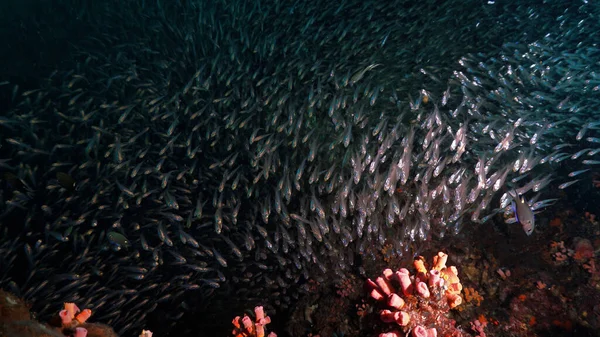 Unterwasserfotos Von Glasfischschwärmen Tiefblauen Meer — Stockfoto