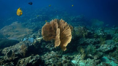 Gorgonian Denizi taraftar mercanlarının sualtı fotoğrafı.