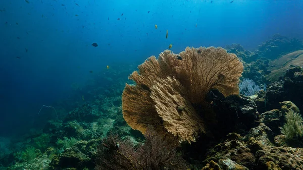 Underwater Photo Gorgonian Sea Fan Coral — Stock Photo, Image