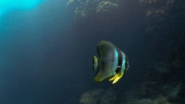 Mavi Denizde Bir Yarasa Balığının Sanatsal Sualtı Fotoğrafçılığı — Stok fotoğraf