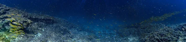 Foto Submarina Arrecife Coral Una Inmersión — Foto de Stock