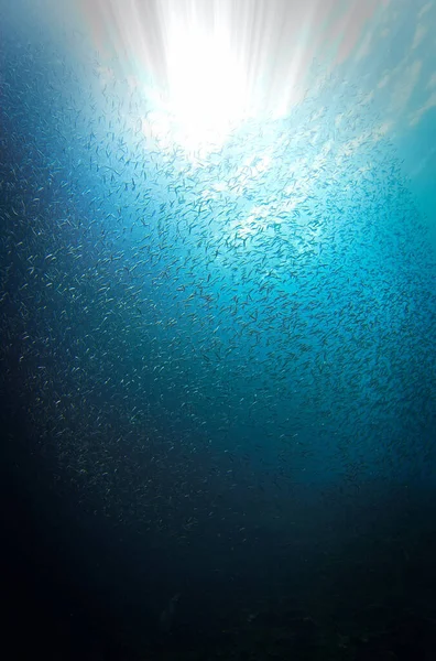 Υποβρύχια Φωτογραφία Του Σχολείου Των Μικρών Ψαριών Στο Βαθύ Γαλάζιο — Φωτογραφία Αρχείου