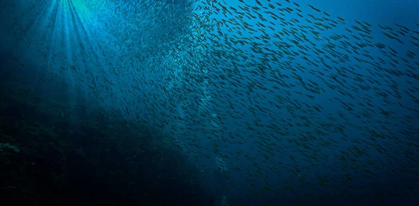 Unterwasserfotos Von Kleinen Fischschwärmen Tiefblauen Meer — Stockfoto