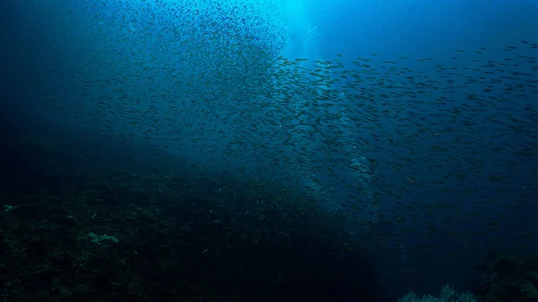 Foto Submarina Escuela Peces Pequeños Mar Azul Profundo —  Fotos de Stock