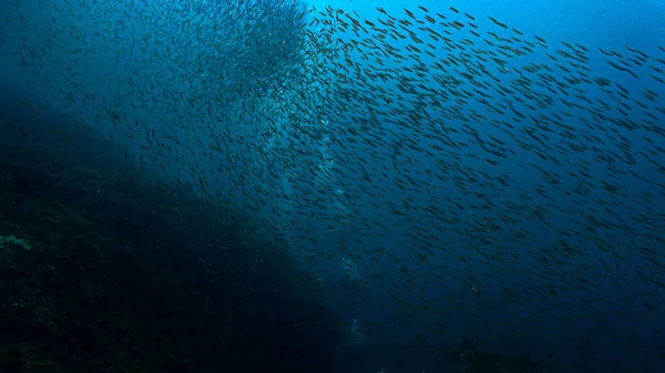 Підводне Фото Школи Дрібної Риби Глибокому Блакитному Морі — стокове фото