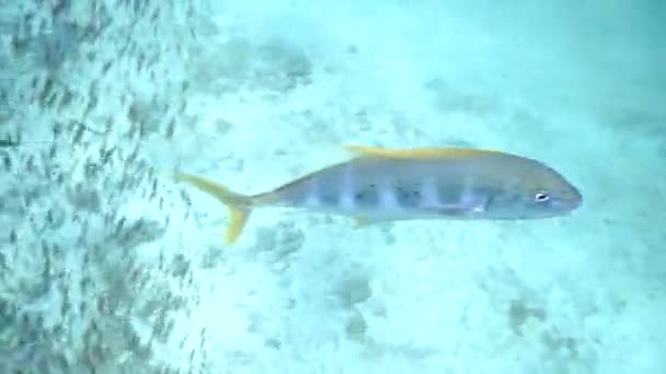 Глибині Синього Моря Під Водою Знято Відеофільм Золота Рибка Треваллі — стокове відео