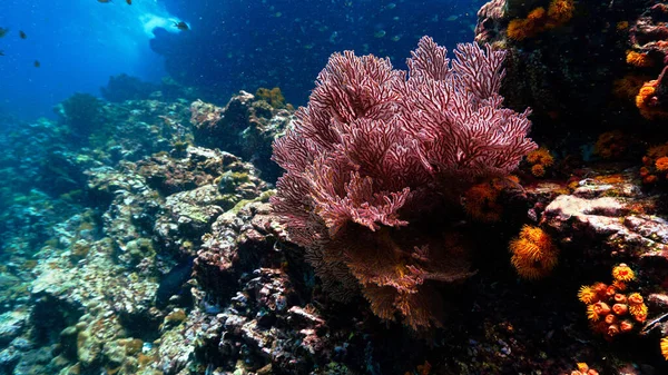珊瑚礁上美丽的红软珊瑚的水下照片 — 图库照片