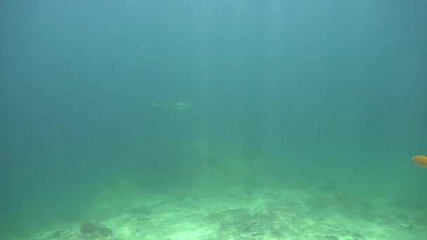 Videoclipe Subaquático Tubarão Recife Blacktip Mergulho Mar Andamão Tailândia — Vídeo de Stock