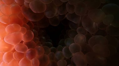 Kabarcık mercanının içinden sualtı makrofotoğrafçılığı