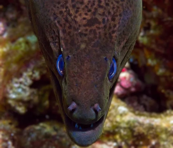 Altı Makrosu Mavi Gözlü Bir Moray Yılanbalığının Portresi — Stok fotoğraf