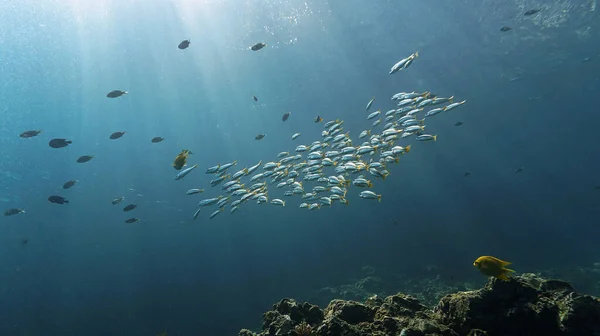 Foto Submarina Una Escuela Peces Arrecife Coral Desde Una Inmersión —  Fotos de Stock