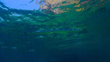 Needlefish 'in yüzeydeki sualtı fotoğrafı.