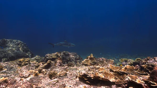 Blacktip resif köpekbalığının su altı fotoğrafı mercan resifinde güzel bir ışık altında. Tayland 'da Andaman Denizi' ndeki bir dalıştan..